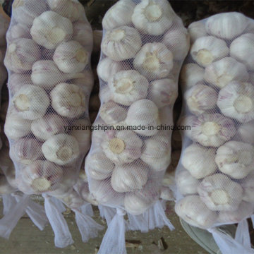 2016 Fresh Garlic Supplier in China