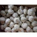 High Quality Fresh Pure White Garlic