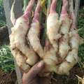 FRESH GINGER NEWS CROPS 2020 FROM ANQIU