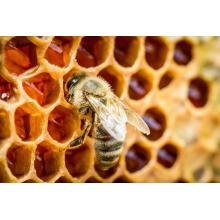 Productos naturales de la miel del peine del peine de la miel