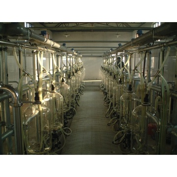 Dairy cow milking parlor