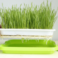 Microgreens hidropônicos de mudas crescem bandeja à venda