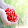 medicinal edible healthy Organic Goji Berry