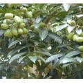 Natural Olive Leaf Extract