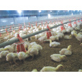 Broiler Chicken Use Plastic Feeding Pans