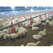 Broiler Chicken Use Plastic Feeding Pans