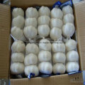 Chinese New Crop Purple Color Garlic