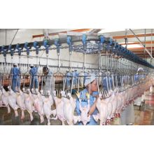 Chinese economic Slaughter Line for Broiler Chicken