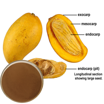 African Mango Seed Extract For Dietary Supplements