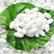 Frische natürliche Silkworm Kokons Schönheit &amp; gesunde Hautpflege