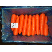 Very fresh carrot