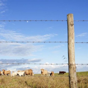 Hot-Dip Galvanized Barbed Wire