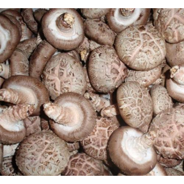 Price For White Flower Shiitake Mushroom