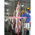 Slaughtering Line in Meat Processing in Poultry House