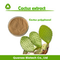 Poudre d&#39;extrait de Cactus Caralluma Fimbriata Perte de poids 10:1