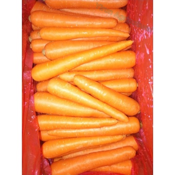 New Crop Fresh Red Carrot