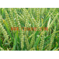 Boron Amino Acid Chelate Culture Fertilizer