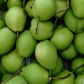 Green Color of New Crop Shandong Pear