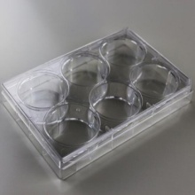 6 Well Cell Culture Plate