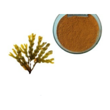 Extracto de algas marinas de venta caliente 10% de fucoxantina