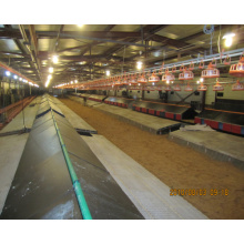 Steel Structure Automatic Chicken Farm with Poultry Equipments