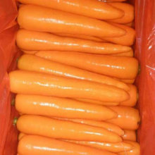 New Harvest of Good Quality Fresh Carrot