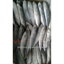 Pacific mackerel 80-200g