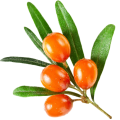 Sea Buckthorn Seed Oil