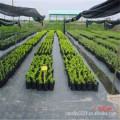 PP Woven Silt Fence Agricultural Weed Mat Landscape Fabric