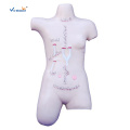 Surgical Suture and Bandaging Model