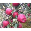 Red Delicious Huaniu Apple with Best Quality