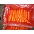 Chinese  fresh carrot 316 other style