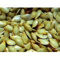 Dry Chinese Pumpkin Seeds