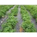 Anti-weed Textile Ground Cover Net