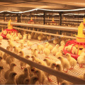 Automatischer Geflügelkäfig für Broiler Huhn