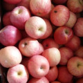 2016 Nuevas Frutas Frescas Red FUJI Apple