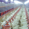 Équipement complet de ferme avicole pour la production de poulets