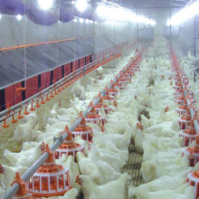 Equipo completo de granja de aves de corral para producción de pollo