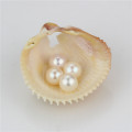 Snh 7.5-8mm White Real Freshwater Loose Perles Wholesale