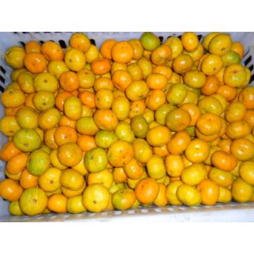 Sweet Baby Fresh Mandarin Oranges 3 - 5.5 cm , 10.58 g Suga Model No:O104  Min. Order:1  Sweet Baby Fresh Mandarin Oranges 3 - 5.5 cm , 10.58 g Sugars , Fresh Fruit Quick Detail: Style: Fresh Product Type: Citrus Fruit Type: Orange Cultivation Type: Commo