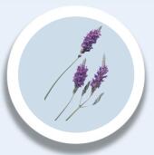 Lavender essential oil