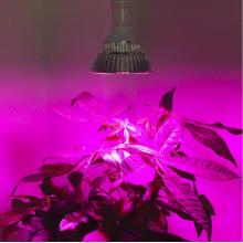 Espectro Completo 30W 50W 80W LED Grow Luzes E27 Horticultura Jardim Floração Hidroponia Vegetais Lâmpadas Plant