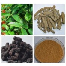 Morinda Root Extract