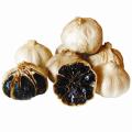 fermentado single solo Black Garlic