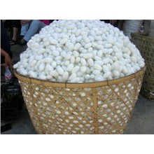 Fresh Natural Silkworm Cocoons Beauty &amp; Healthy Skin Care