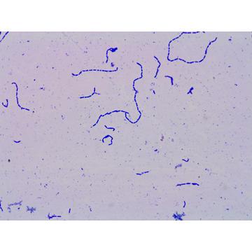 Probiotics Strain 300 milliards CFU / g Lactobacillus paracasei