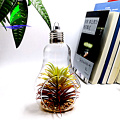 Crystal Bulb Shape Air Plant Glass Terrarium