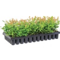 105 Cells Plastic Rice Plant Seedling Tray