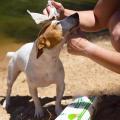 Eco-friendly Biodegradable Bamboo Pet Wet Grooming Wipes