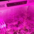 Indoor Garden Greenhouse 100W Grow LED Light